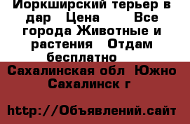 Йоркширский терьер в дар › Цена ­ 1 - Все города Животные и растения » Отдам бесплатно   . Сахалинская обл.,Южно-Сахалинск г.